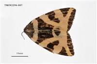 藏品(後黃斜帶毒蛾)的圖片